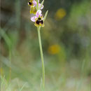 Wespenragwurz (Ophrys tenthredinifera ssp. spectabilis), Mallorca 2011