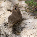 Ypthima asterope am Burgberg von Alanya