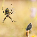 Wespenspinne (Argiope bruennichi), Thüringen 2012