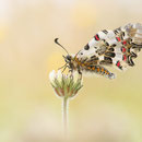 Balkan-Osterluzeifalter, Männchen (A. cerisy)