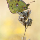 Colias aldacariensis, Thüringen 2012