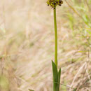 Orchis punctulata