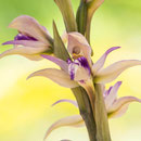 Violetter Dingel (Limodorum abortivum)