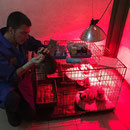 1 Katze und 1 Kater in Abakan/Sibirien über Tierhilfe Bluemoon & Pfötchenfreunde eV