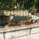 9 Streunerkatzen in Antalya/Türkei über Tierfreunde Antalya