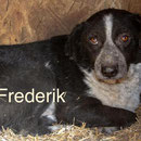 1 Tier in Rumänien durch Namenspatenschaft Frederik Pro Dog Romania eV