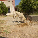 Hündin Hendrike, Tierfreunde Antalya, Türkei