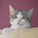 Kater Zumba, Katzenhilfe Yuma & Co, Nagold
