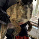 1 Tier in Rumänien dank Namenspatenschaft Marlin  durch Pro Dog Romania eV