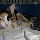 Katze Gretel, Tierhilfe Antalya eV, Türkei