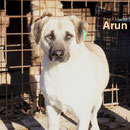 1 Tier in Rumänien durch Namenspatenschaft Arun, Pro Dog Romania eV