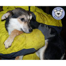 1 Hund in Rumänien durch Namenspatenschaft Püppchen, Pro Dog Romania eV