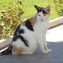Katze Lola aus Alanya, Türkei, Hilfe für Samtpfoten & Co in Not eV