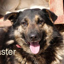 1 Tier in Rumänien durch Namenspatenschaft Master Pro Dog Romania eV