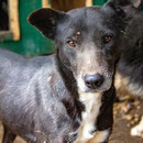 1 Tier in Rumänien durch Namenspatenschaft Veronica Pro Dog Romania eV