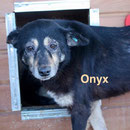 1 Tier in Rumänien durch Namenspatenschaft Onyx Pro Dog Romania eV