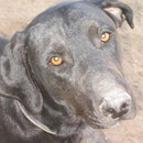 Grunon  -  vermittelt  Dezember 2013