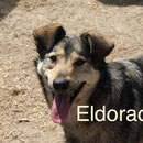 1 Tier in Rumänien durch Namenspatenschaft Eldorado Pro Dog Romania eV