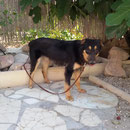 Hündin Audrey, Refugio Esperanza, Crevillente, Spanien