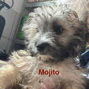 1 Tier in Rumänien dank Namenspatenschaft Mojito  durch Pro Dog Romania eV