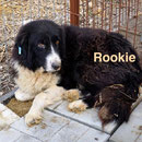 1 Tier in Rumänien durch Namenspatenschaft Rookie, Pro Dog Romania eV