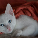 Kater Bubi, Katzenhillfe Yuma & Co., Nagold