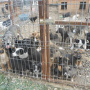 1 Hund in Rumänien über Pro Dog Romania eV