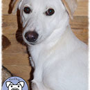 1 Hund in Rumänien durch Namenspatenschaft Batida, Pro Dog Romania eV