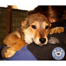1 Hund in Rumänien durch Namenspatenschaft Madonna, Pro Dog Romania eV