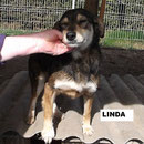 Hündin Linda aus Polen, Not-Hund, Beselich