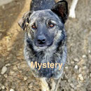 1 Tier in Rumänien durch Namenspatenschaft Mystery, Pro Dog Romania eV