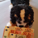 6 Hunde im Rumänien über Pro Dog Romania eV
