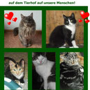 1Katze, Tierhof Stade eV
