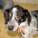 1 Tier in Rumänien durch Namenspatenschaft Ludwig, Pro Dog Romania eV