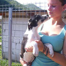 1 Hund in Rumänien durch Namenspatenschaft Bifi, Pro Dog Romania eV