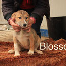 1 Tier in Rumänien durch Namenspatenschaft Blossom, Pro Dog Romania eV