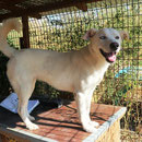 1 Tier in Rumänien durch Namenspatenschaft Cream Pro Dog Romania eV