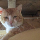 1 Kater durch Tierhof Stade eV