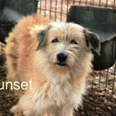 1 Tier in Rumänien durch Namenspatenschaft Sunset, Pro Dog Romania eV