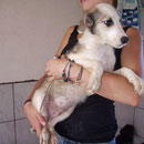 1 Hund in Rumänien durch Namenspatenschaft Humphrey, Pro Dog Romania eV