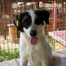 1 Tier in Rumänien durch Namenspatenschaft Blanche  Pro Dog Romania eV