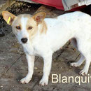1 Tier in Rumänien durch Namenspatenschaft Blanquita, Pro Dog Romania eV