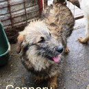 1 Tier in Rumänien durch Namenspatenschaft Connery Pro Dog Romania eV