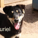 1 Tier in Rumänien durch Namenspatenschaft Muriel Pro Dog Romania eV