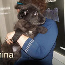 1 Tier in Rumänien durch Namenspatenschaft Anina, Pro Dog Romania eV
