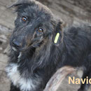 1 Tier in Rumänien durch Namenspatenschaft Navidad, Pro Dog Romania eV