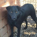1 Tier in Rumänien durch Namenspatenschaft Negrita, Pro Dog Romania eV