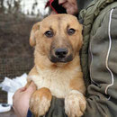 1 Tier in Rumänien durch Namenspatenschaft Leona Pro Dog Romania eV