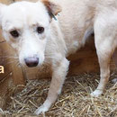 1 Tier in Rumänien durch Namenspatenschaft Alma Pro Dog Romania eV