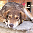 1 Tier in Rumänien durch Namenspatenschaft Lonely Pro Dog Romania eV